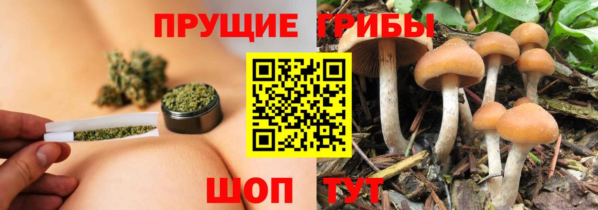 Морозовск  Галлюциногенные грибы Psilocybe  Вход с VPN 
